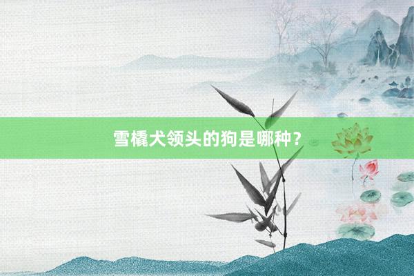 雪橇犬领头的狗是哪种?